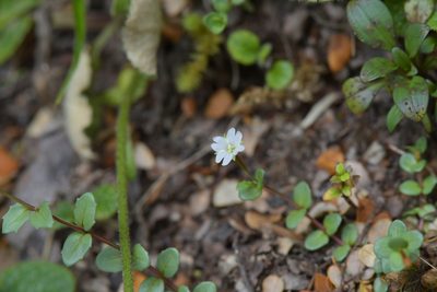 Epilobium alsinoides, photographed by Christopher Stephens