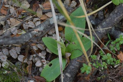 Chiloglottis cornuta, photographed by Christopher Stephens