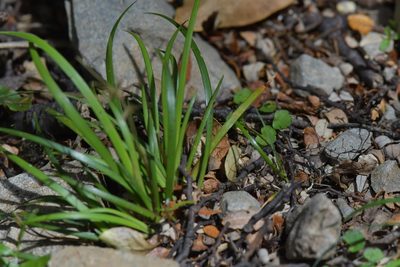 Libertia micrantha, photographed by Christopher Stephens
