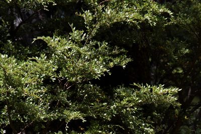 Nothofagus cliffortioides, photographed by Christopher Stephens