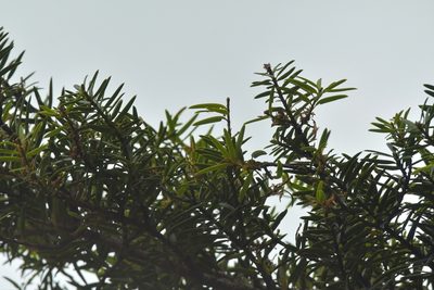 Podocarpus laetus, photographed by Christopher Stephens