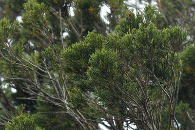 Halocarpus biformis, photographed by Christopher Stephens