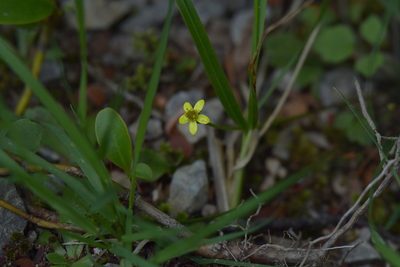 Ranunculus reflexus, photographed by Christopher Stephens