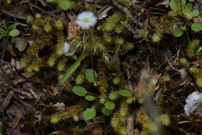 Lagenophora pumila, photographed by Christopher Stephens