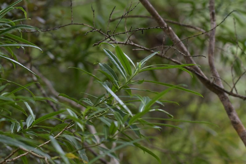 Melicytus lanceolatus, photographed by Christopher Stephens