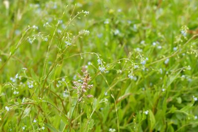 Myosotis laxa, photographed by Christopher Stephens