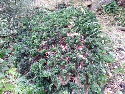 Hymenophyllum sanguinolentum, photographed by Leon Perrie