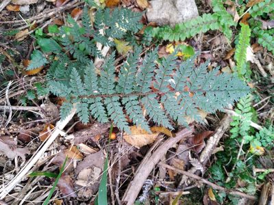 Polystichum silvaticum, photographed by Leon Perrie
