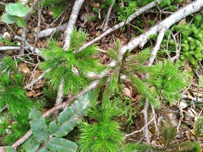 Dendroligotrichum tongariroense, photographed by Leon Perrie