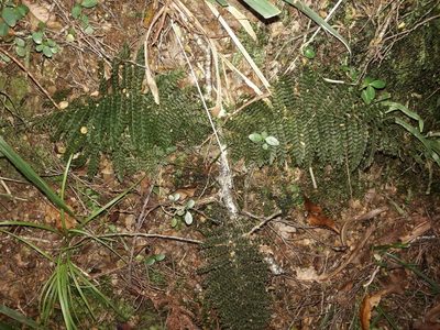Leptopteris superba, photographed by naturewatchwidow