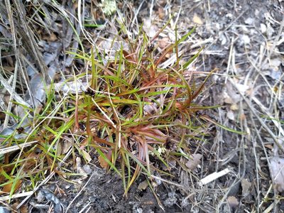 Juncus antarcticus, photographed by Leon Perrie