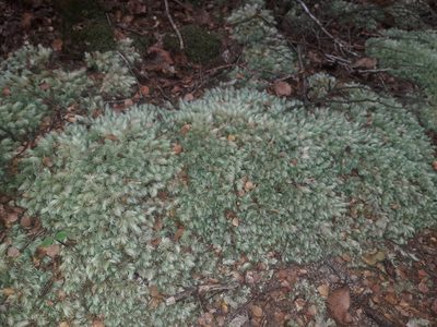 Leucobryum javense, photographed by naturewatchwidow