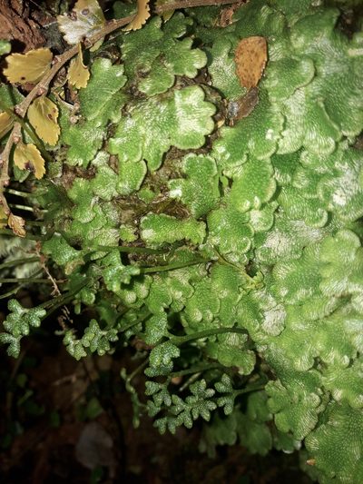 Neohodgsonia mirabilis, photographed by naturewatchwidow
