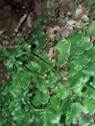 Neohodgsonia mirabilis, photographed by naturewatchwidow