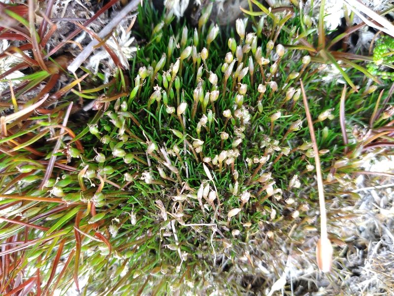 Centrolepis ciliata, photographed by Leon Perrie