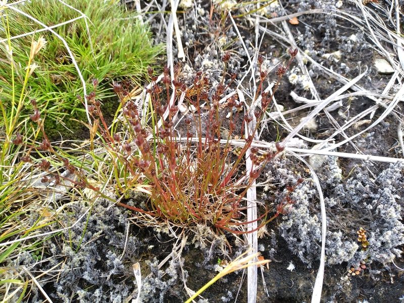 Juncus bulbosus, photographed by Leon Perrie
