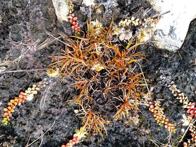 Juncus antarcticus, photographed by Leon Perrie