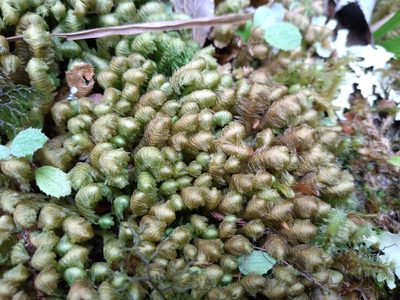 Schistochila pinnatifolia, photographed by Leon Perrie