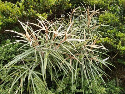Olearia lacunosa, photographed by Leon Perrie