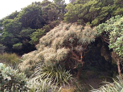 Olearia lacunosa, photographed by Leon Perrie