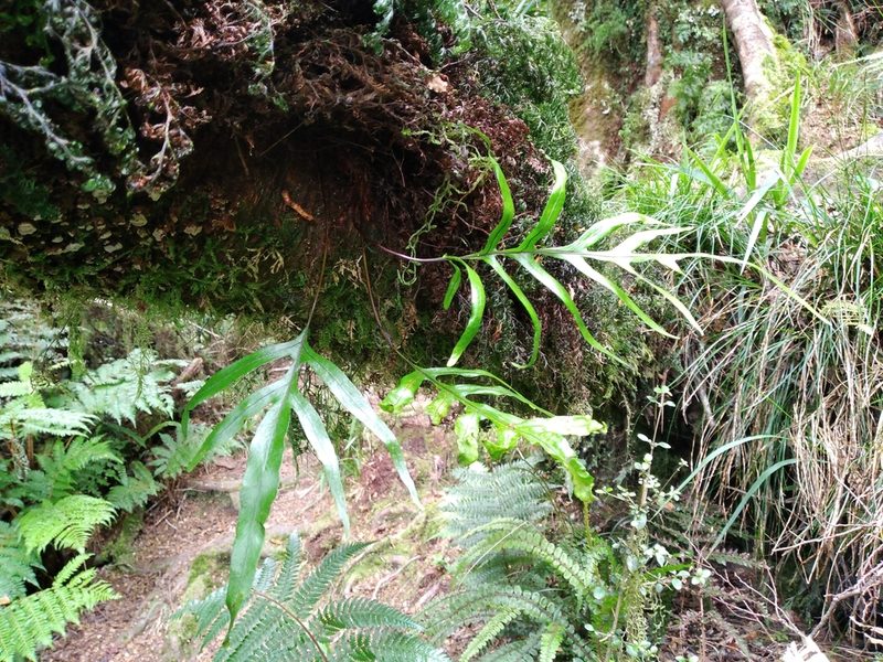 Zealandia novaezealandiae, photographed by Leon Perrie