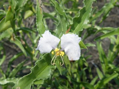 Commelina bella, photographed by Antoinette Eyssell Knox