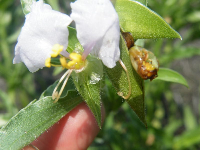 Commelina bella, photographed by Antoinette Eyssell Knox