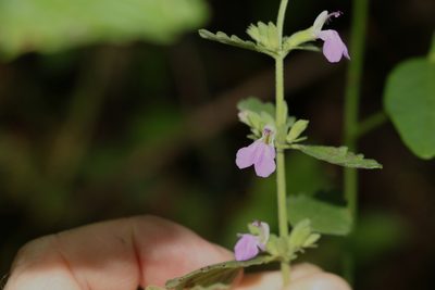 Anisomeles moschata, photographed by Greg Tasney