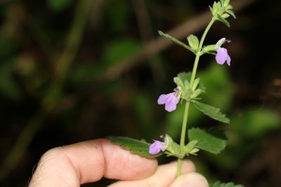 Anisomeles moschata, photographed by Greg Tasney