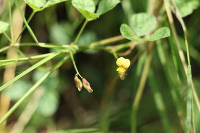 Rhynchosia minima, photographed by Greg Tasney