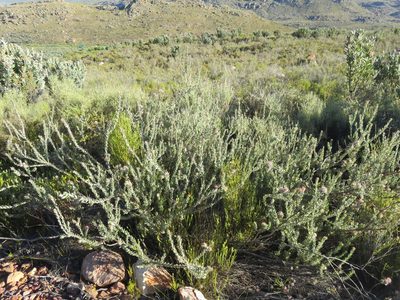 Leucospermum calligerum, photographed by Tony Rebelo