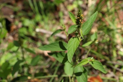 Malvastrum americanum, photographed by Greg Tasney