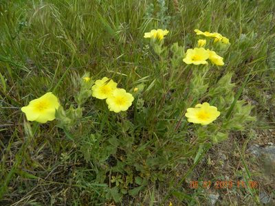 Potentilla astracanica, photographed by Galyna Mykytynets
