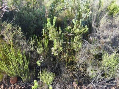 Leucadendron pubescens, photographed by Tony Rebelo