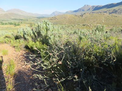 Leucospermum calligerum, photographed by Tony Rebelo
