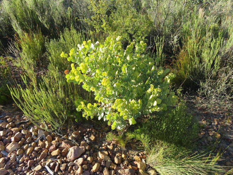Rafnia amplexicaulis, photographed by Tony Rebelo