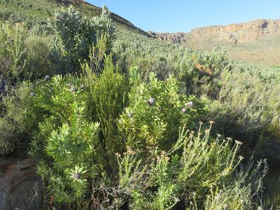 Leucadendron pubescens, photographed by Tony Rebelo