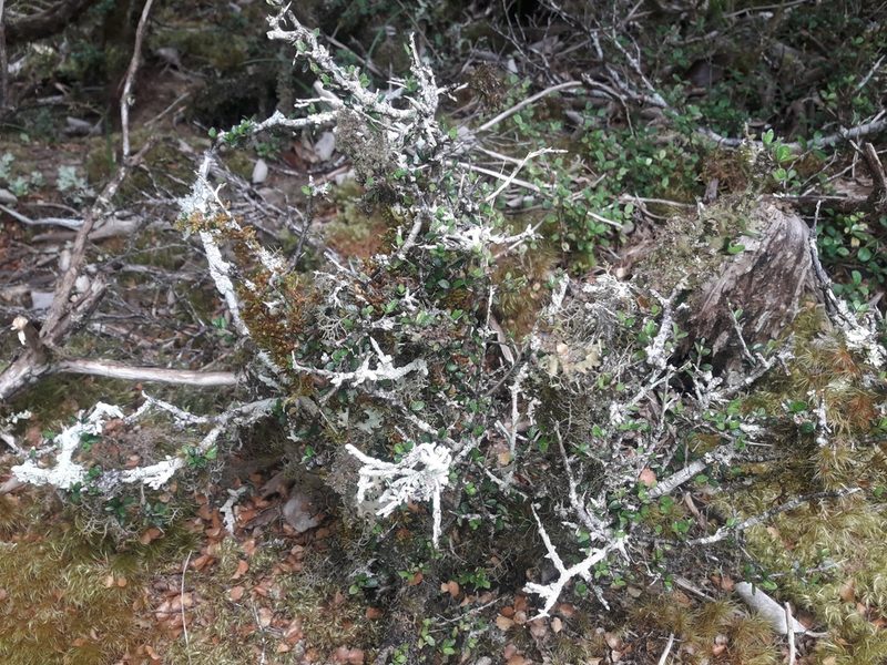 Pittosporum rigidum, photographed by naturewatchwidow