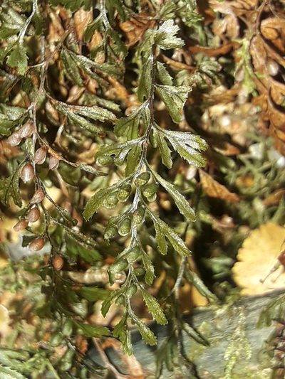 Hymenophyllum peltatum, photographed by naturewatchwidow