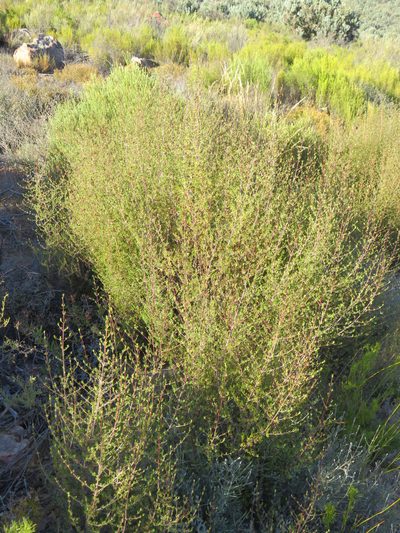 Anthospermum spathulatum, photographed by Tony Rebelo