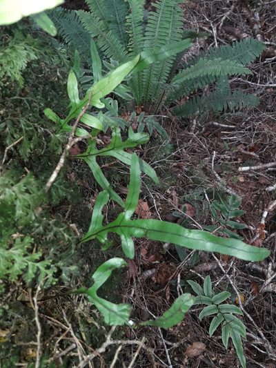 Zealandia novaezealandiae, photographed by naturewatchwidow