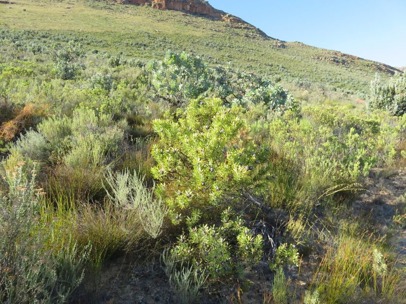 Leucadendron pubescens, photographed by Tony Rebelo