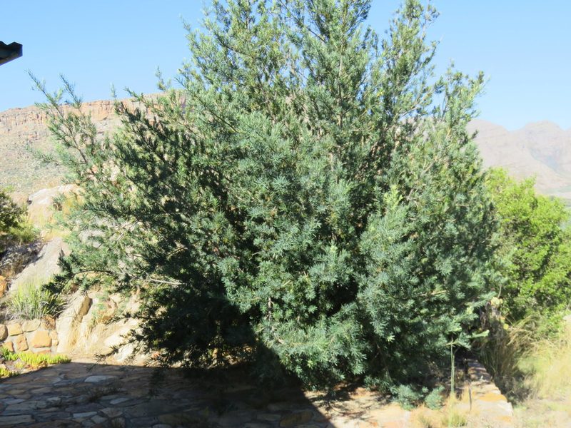 Podocarpus elongatus, photographed by Tony Rebelo