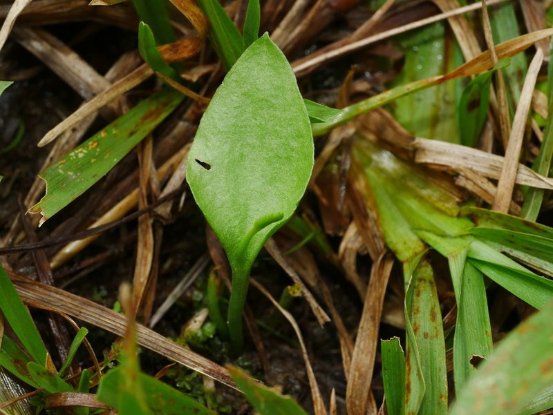 Ophioglossum petiolatum, photographed by Jacy Chen