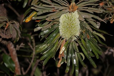 Banksia aemula, photographed by Greg Tasney