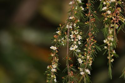 Baeckea frutescens, photographed by Greg Tasney