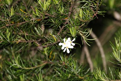 Ricinocarpos pinifolius, photographed by Greg Tasney