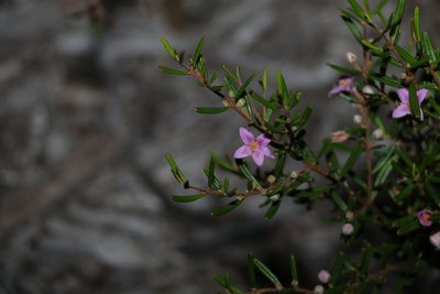 Boronia rosmarinifolia, photographed by Greg Tasney