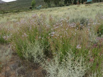 Salvia chamelaeagnea, photographed by Tony Rebelo