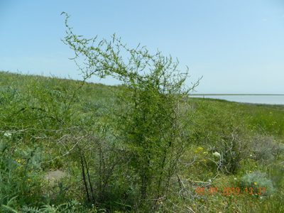 Asparagus verticillatus, photographed by Galyna Mykytynets